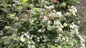 Живая изгородь! Посадите! Будете довольны!