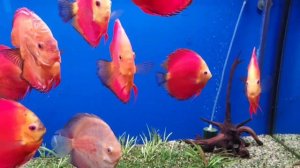 Мои Дискусы сегодня