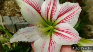 Мои Гиппеаструмы в открытом грунте! My Hippeastrum #Hippeastrum