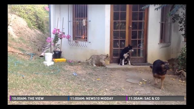 Maher's Moments: Butter sculptures, lion goes after dog & trombone cattle serenade смотреть онлайн