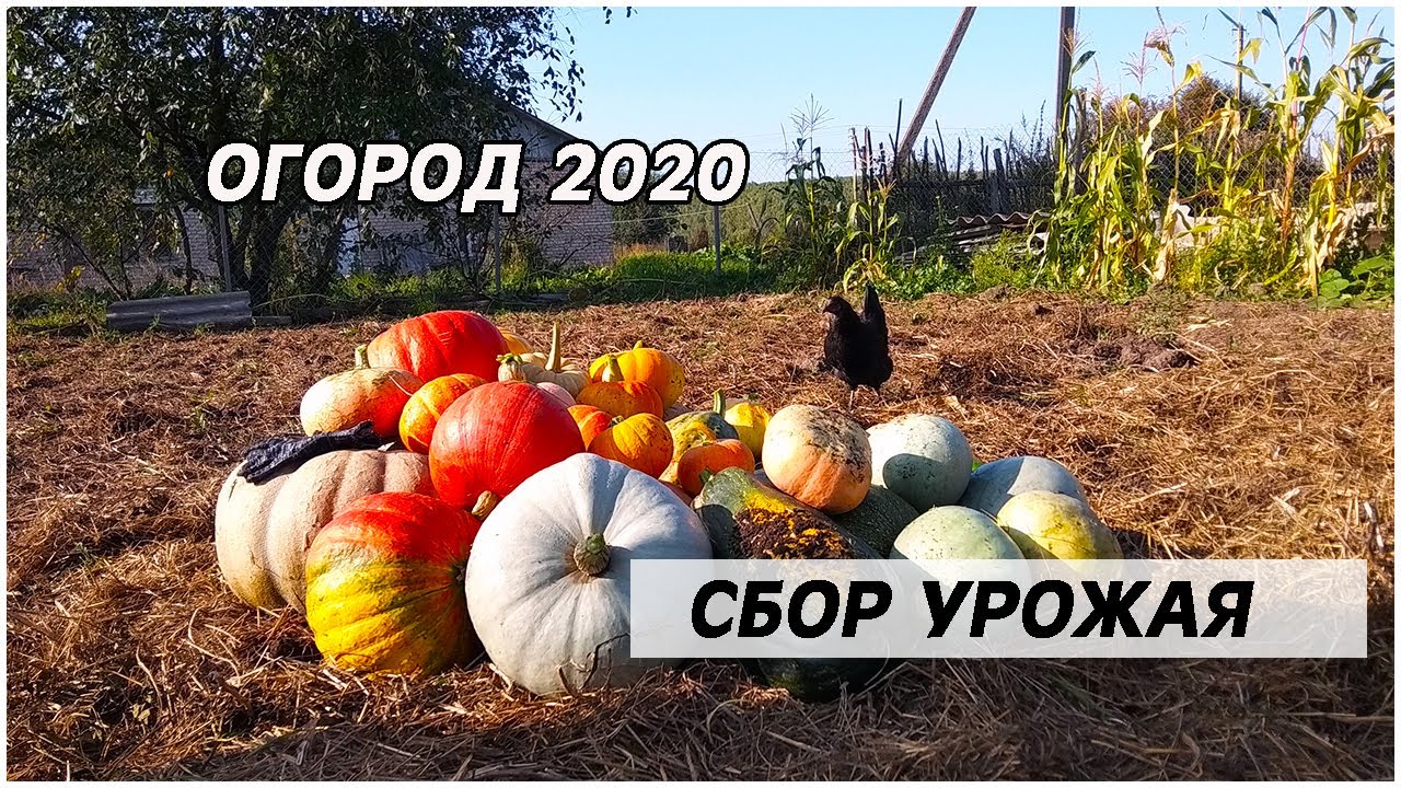 Сбор УРОЖАЯ. ОГОРОД 2020.