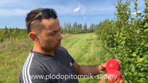 Яблоня сорт Рубин. Гигантские яблоки для серьёзных садоводов)