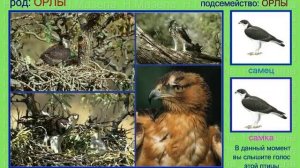 Орел. 1 часть. Голоса птиц