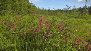 Вело Мещёра