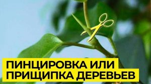Что такое прищипка (пинцировка) побегов? Показываю на примере ниваки из яблони
