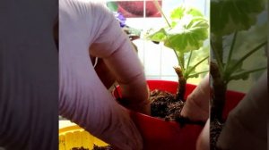 #070 Пересадка пестролистной герани Мадам Солерон