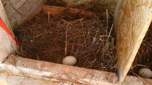 Куры несут яйца в одном гнезде. Что делать ?