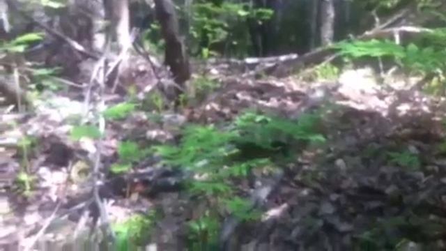 Белые грибы открытие тихой охоты! смотреть онлайн