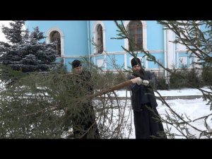 Подготовка рождественских елок в Оптиной пустыни