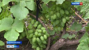 Орловский виноградарь выращивает на своем участке более 400 сортов растения