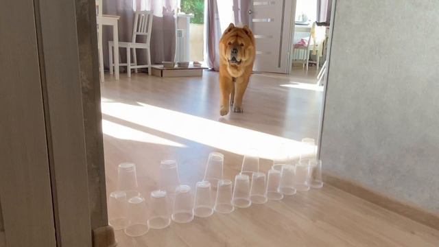 Obstacle challenge with CHOW-CHOW🐶 смотреть онлайн