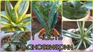 1 часть?САНСЕВИЕРИИ?Ханни Голд?Кирки Стар Каньон гранит?Хорвуд?Кирки Сильвер Блю?Францизи?