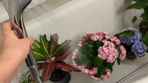 Мой уход за комнатными цветами как я поливаю домашние растения  1