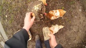 Куры несушки Как увеличить яйценоскость