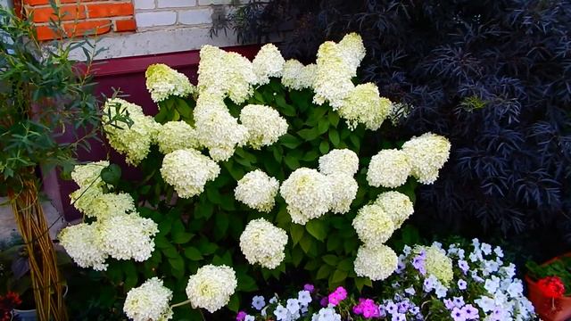 ШИКАРНОЕ ЦВЕТЕНИЕ МЕТЕЛЬЧАТЫХ ГОРТЕНЗИЙ...МОЯ НОВИНКА.. смотреть онлайн