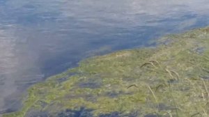 река нерехта.