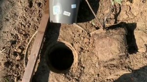 САЖАЕМ ЛЕТОМ САЖЕНЕЦ СЛИВЫ "ГОЛЛИВУД" МЕТОДОМ ПЕРЕВАЛКИ