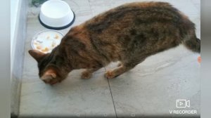 Зачем котам усы? Возможности котов благодаря усам