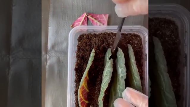 100% тамыр алат👍 Глоксиния смотреть онлайн