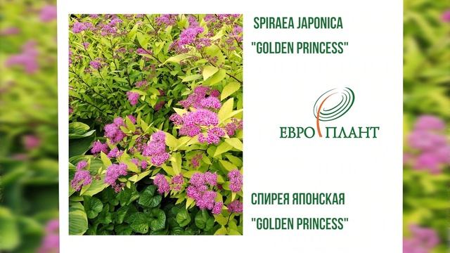 Японский сад, рекомендации по уходу, беседа с дендрологом смотреть онлайн