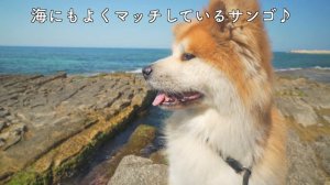 Akita inu "SANGO" walks along the beautiful seaside of Italy ♪