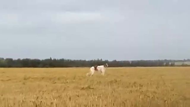 Русская борзая -Василиса смотреть онлайн