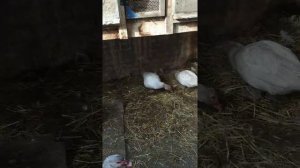 Спаривание индоуток