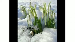 Песенки Нолика 9 Когда цветут кактусы ? Про Мексику ??