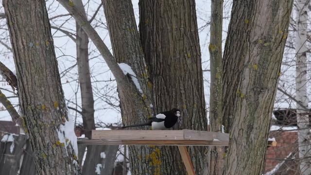 Сороки 2 смотреть онлайн