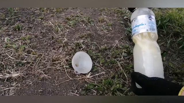 Как бороться с жуком #Кравчиком #Стригуном? смотреть онлайн