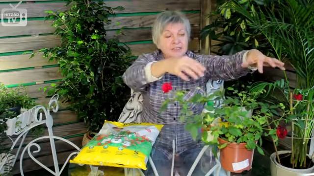 Комнатная роза, как вырастить смотреть онлайн