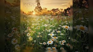 Мечта. Диана Гурцкая. Кавер