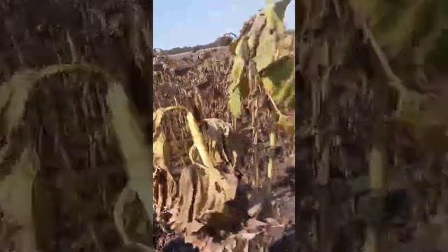 Подсолнечник Сады Украины 2021 после применения биоприпаратов или результат выращивания почвы 2020 смотреть онлайн