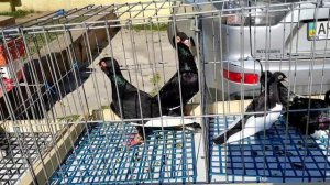 Выстовка-ярморка голубей г.Дружковка,Pigeon exhibition