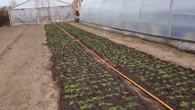 Укроп через рассаду! Высаживаем в открытый грунт. Сегодня 12 апреля. смотреть онлайн