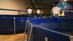 УЗВ осетр и форель. Продается Бизнес в Европе. Рыбная ферма в Лесу часть2 | Akva Ferma