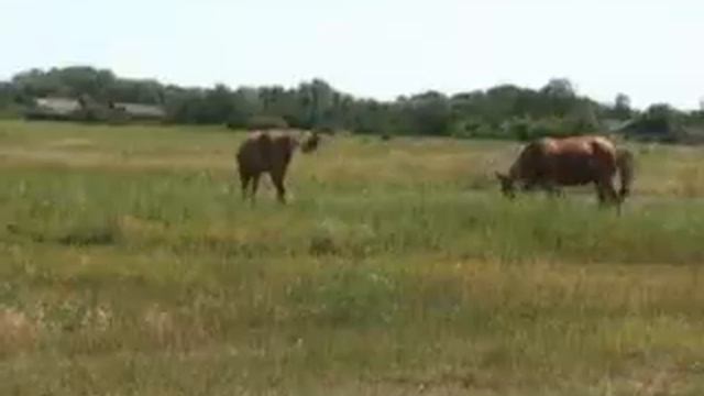 Песня "Обливская станица" (Слова и музыка Григория Пономоренко.) исполняет группа "Добрый вечер" смотреть онлайн