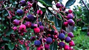 Ирга – полезные свойства чудо-ягоды.