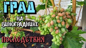 ГРАД НА ВИНОГРАДНИКЕ. Последствия.