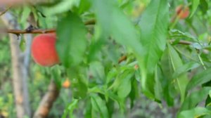 Персик ранний Харбингер 04,07,19 persikovod.com