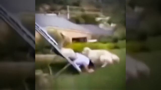 СМОТРИ И СМЕЙСЯ