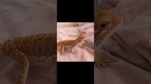 ошейниковая игуана или бородатая агама? какую ящерицу выбрать?