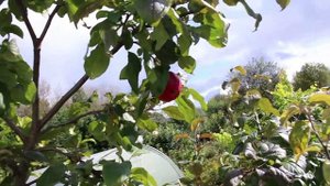 Сорт яблони Веьяминовское