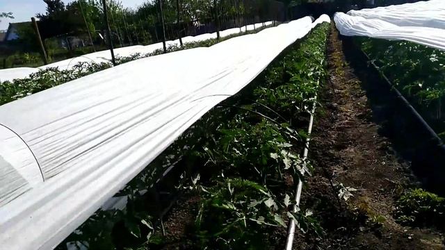 Томаты открытый грунт и под агроволокном СРАВНЕНИЕ. Высокорослые, сорт 