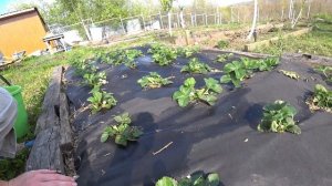 Чем я удобряю свою клубнику. Краснодарский край.