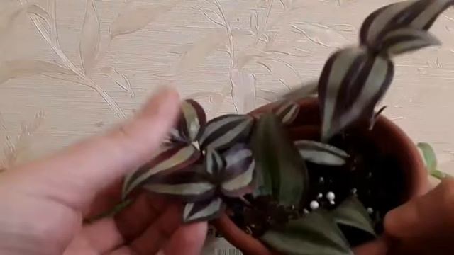 Традесканция. Обзор моей полной коллекции☘