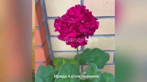 Ирида Капля Черники