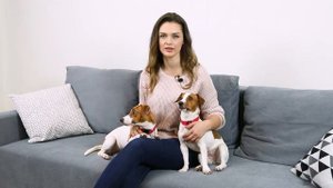 Как выбрать щенка Джек Рессел терьера | Купить щенка Джек Рассел терьера