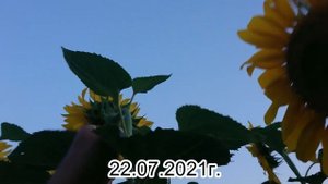 Сколько дней цветет гибридный подсолнух? Ответ здесь...