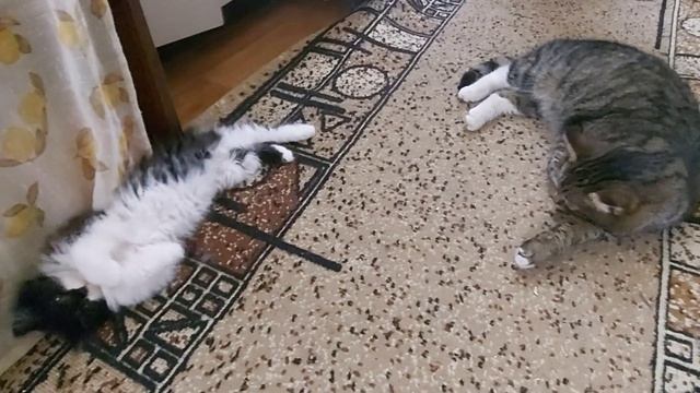 Как приручить дикого котёнка Мама кошка бросила 6ч. смотреть онлайн